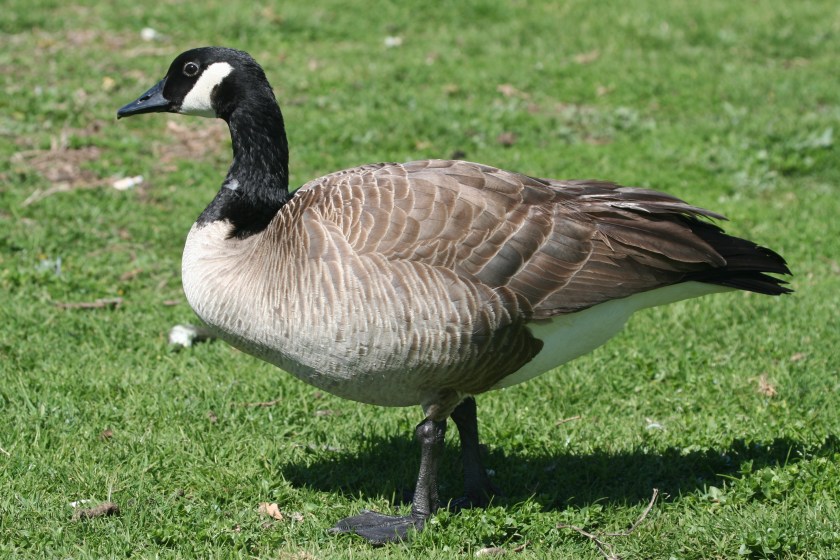 Canadagoose03192006.JPG