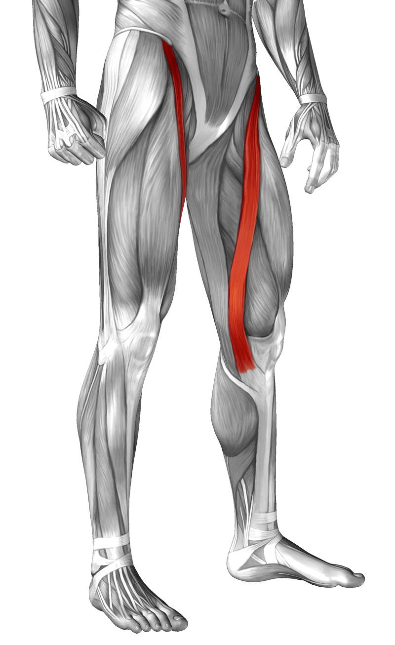 sartorius-muscle-yoga-anatomy.png