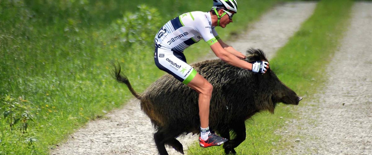 sanglier-velo-chasse-1200x500.jpg